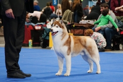 Shelby CACIB Brno 25.01.2026